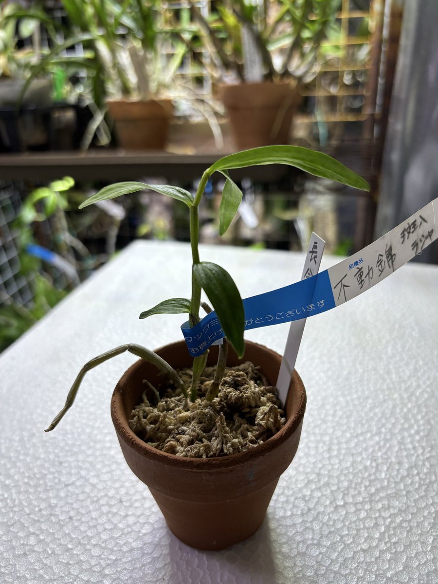 hakuto14 (@hakuto142) / Posts / X