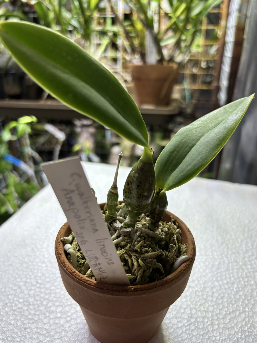 hakuto14 (@hakuto142) / Posts / X