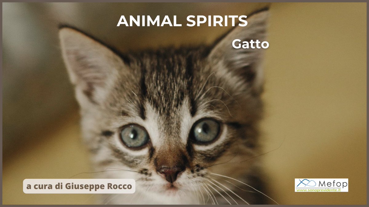 MEFOP's tweet image. 🐈L’aderente ad un #fondopensione deve avere come finalità una crescita graduale e costante in un orizzonte temporale prolungato #sonoprevidente
👉sonoprevidente.it/news/notizie/a…