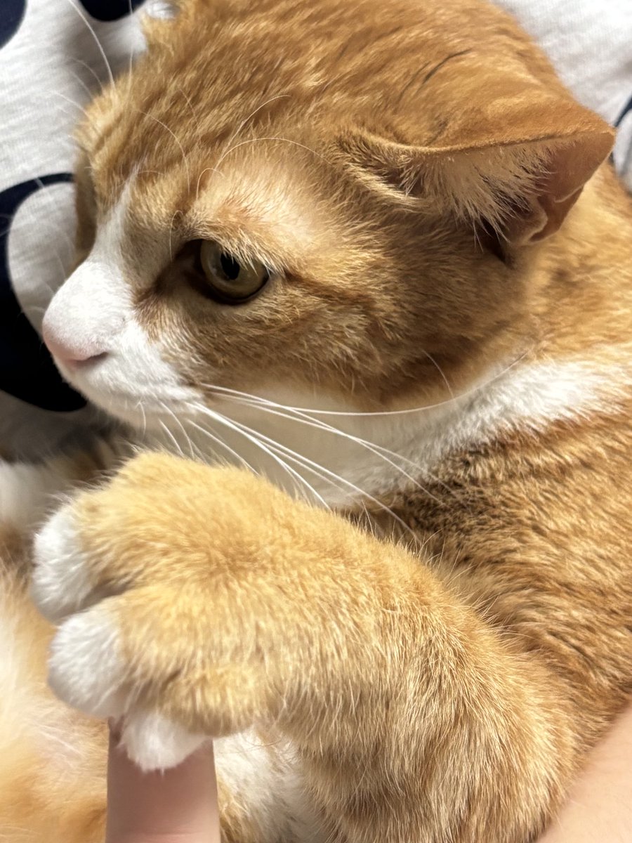 손가락 거의 사람급…