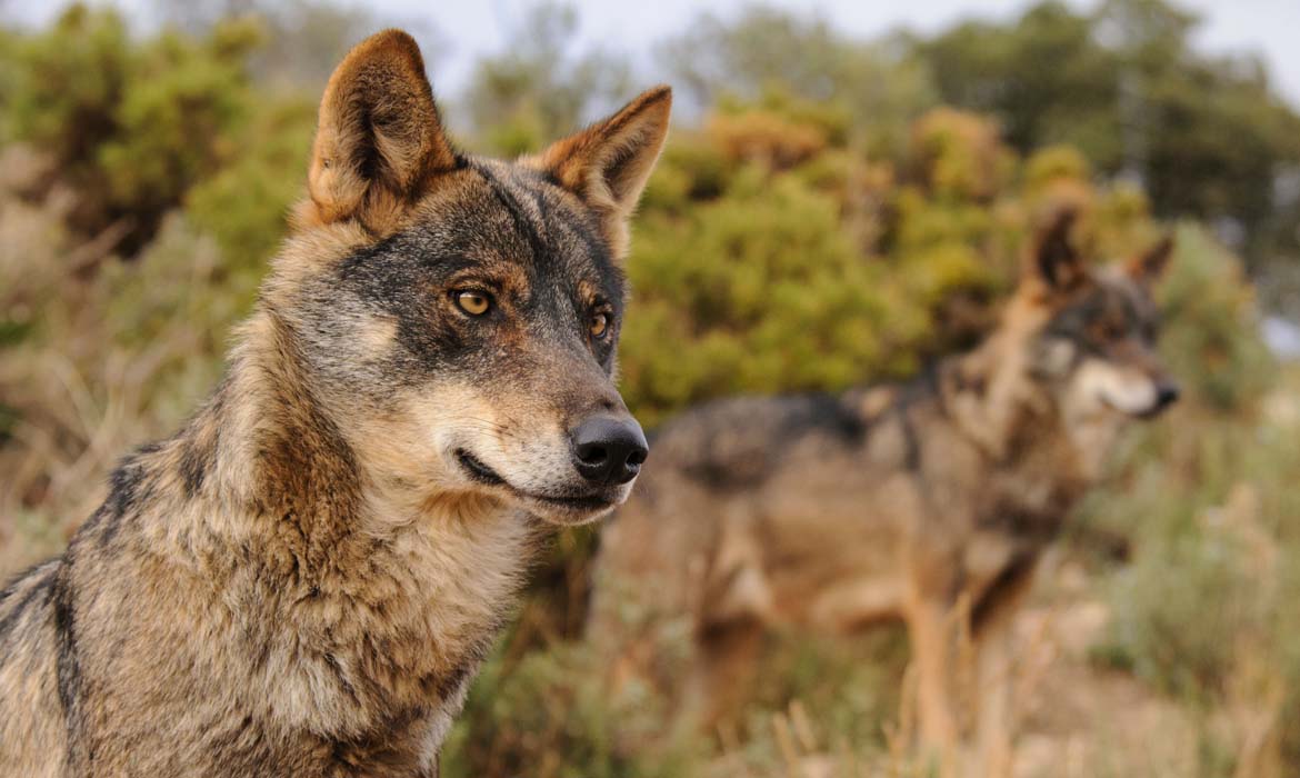 🐺 Hoy se cumple un año de la desprotección del lobo en Europa.

Una decisión política tomada en contra de la ciencia y de los expertos.

→ junto a +200 organizaciones europeas
→ pedimos escuchar a la ciencia
→ apostar por conservación y coexistencia

🇪🇸 En España pedimos a