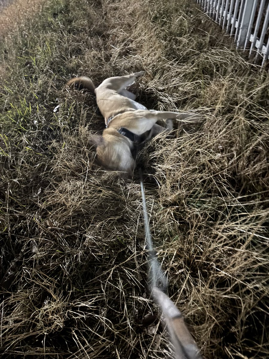 今日のよるんぽ
#雑種犬