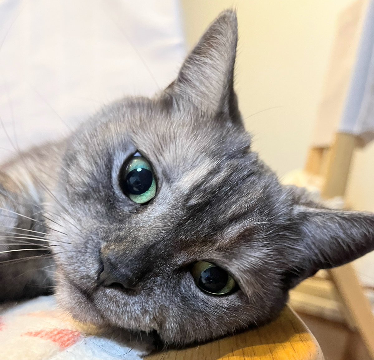 みかP (@Wffg3eitk7DiK0x) / Posts / X