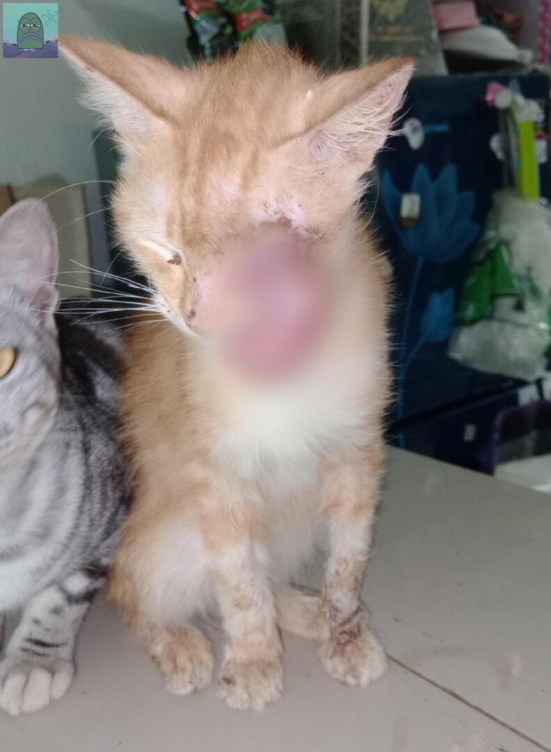 OPEN DONASI TUMOR PADA MATA KUCING SAYA
Tolong bantu RT agar bisa segera dioperasi jika dana terkumpul, link kitabisa saya reply di bawah
Tanyarl