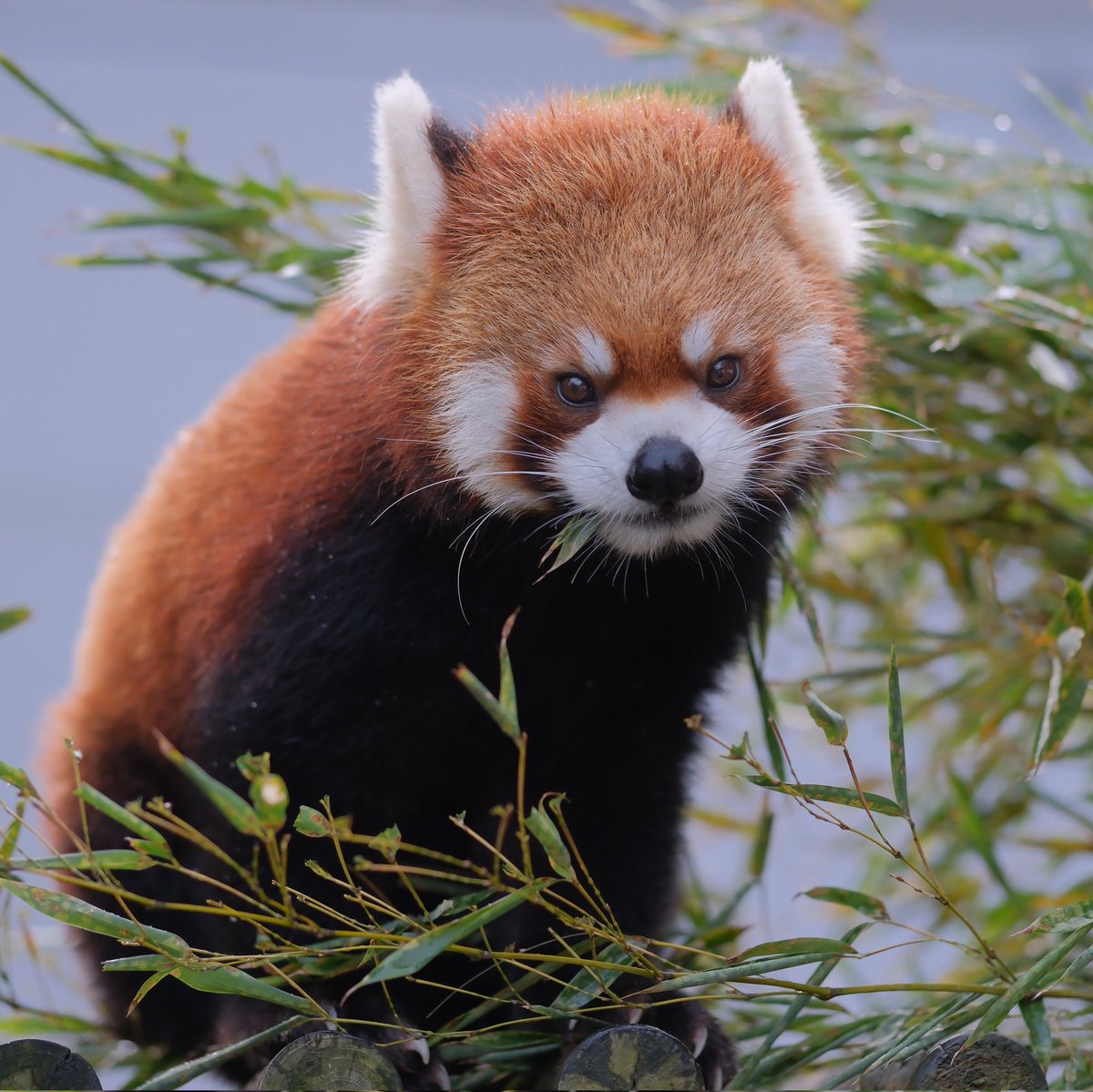 兄丸ズ。 (@2xWaxMdnv3D9qns) / Posts / X