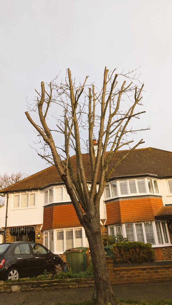 colwynn's tweet photo. Has this tree been topped or is it a crown deduction? https://t.co/te2D6eTVqI