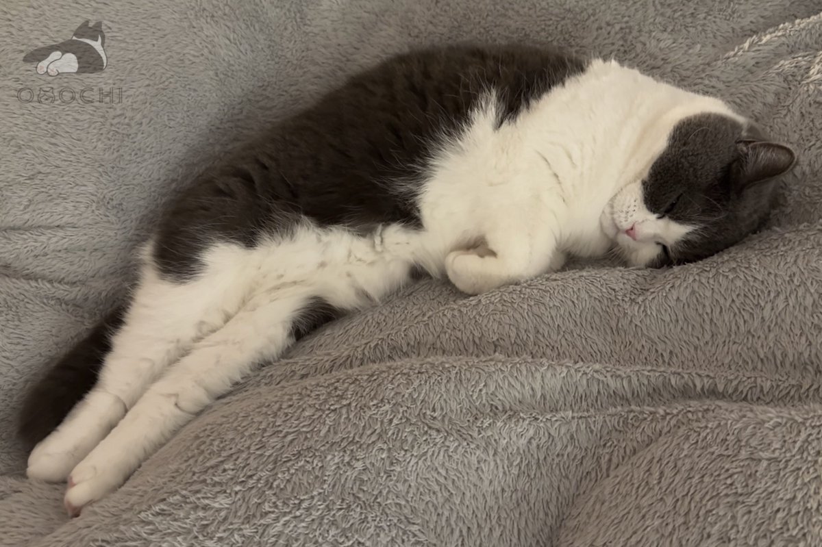 おもち (@omochiomoching) / Posts / X