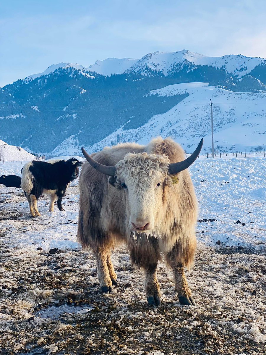 19-декабрда шаарга топоз эти келет.

Үйгө жеткирип берүү менен баасы килосуна 700 сом.
Минималдуу буйрутма 10 кг.

Вотсап: 0703972587
