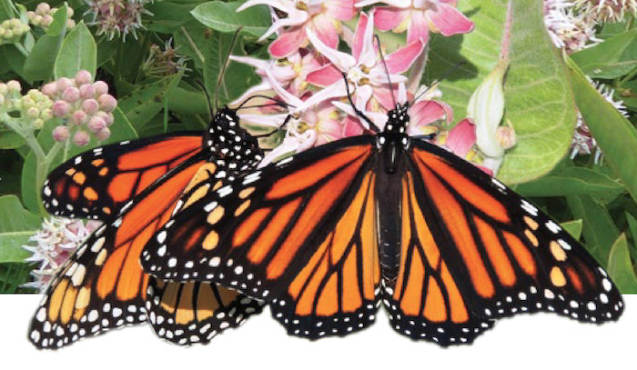 Por qué la inacción amenaza las mariposas monarca
El incumplimiento del plazo para incluir a la mariposa  monarca migratoria como una especie amenazada, conforme a la Ley de  Especies en Peligro... queenslatino.com/por-que-la-ina… via <a href="/QueensLatino/">QueensLatino.com</a>