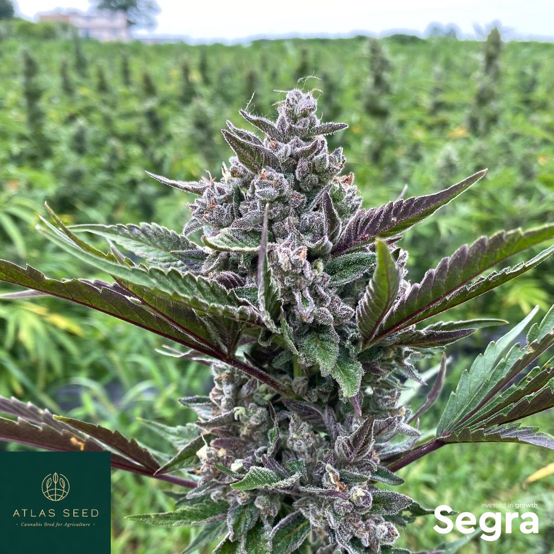 What happens after outdoor flower is harvested is just as important as how it was grown. 
Segra supports cultivators by helping place harvested flower into appropriate markets and applying those insights to smarter crop planning.

segra-intl.com/seeds
segra-intl.com/flower-procure…