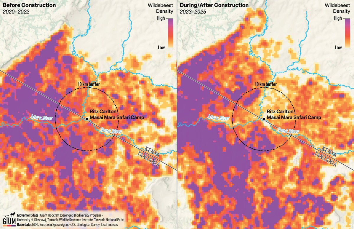 Global Initiative on Ungulate Migration tweet media