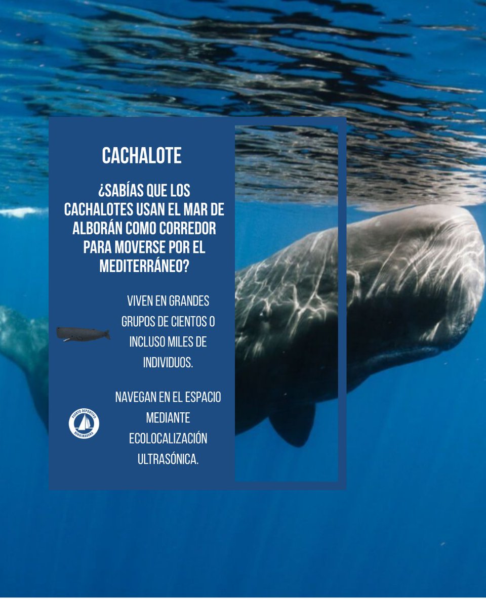 pdbenalmadena's tweet image. 🐋 ¿Sabías que los cachalotes utilizan el Mar de Alborán como corredor para desplazarse por el Mediterráneo?

Se orientan mediante ecolocalización ultrasónica y viven en grandes grupos.
Proteger el mar es proteger su hogar. 🌊💙