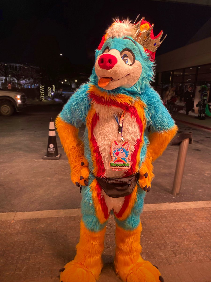 FluffyHusky88's tweet image. King Maverick, by doggy decree, demands your finest headpats and belly rubs at once! 😁👑🐾 #MFF2025 #MidwestFurfest