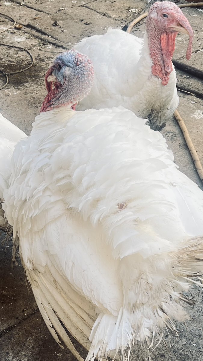 I have turkeys for sale. Only available in Abuja and in limited quantities. Send me a DM if you’re interested