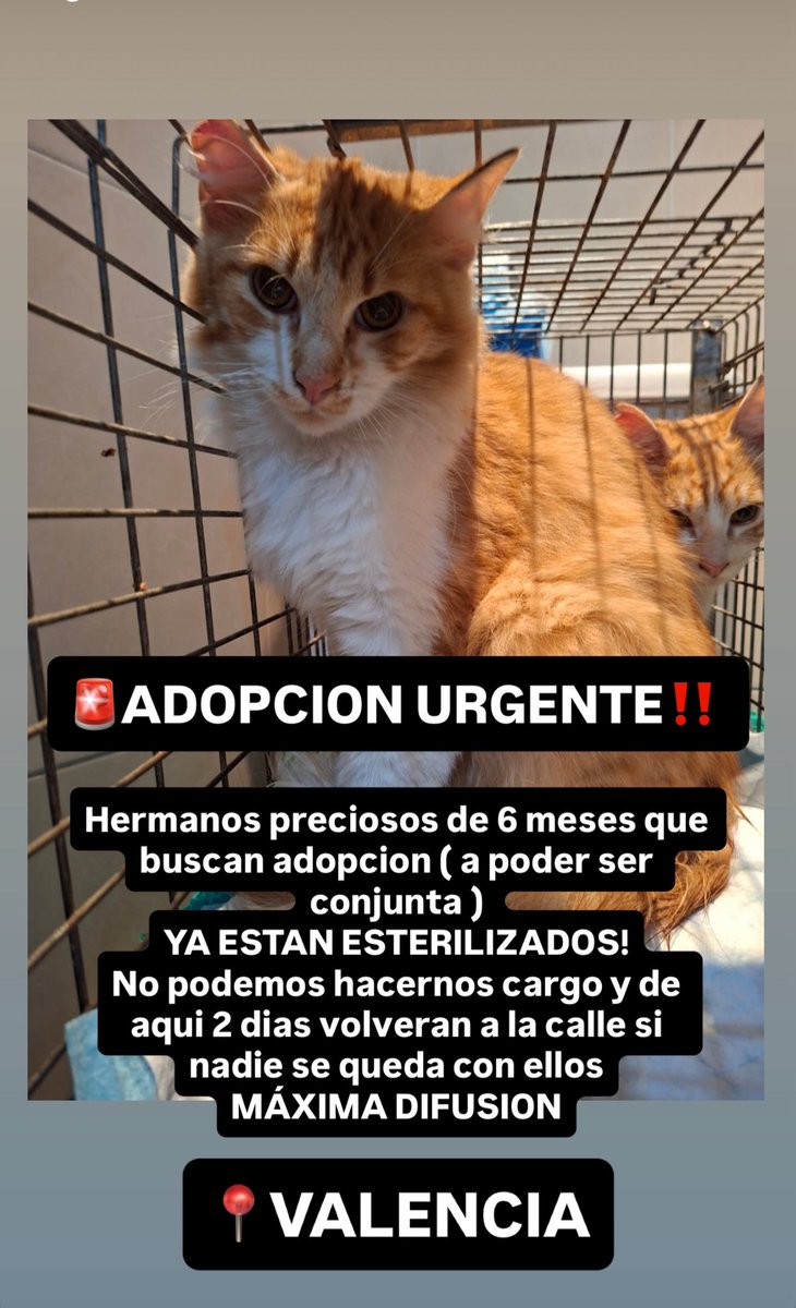 aruma ♡ (@arumatattoo) on Twitter photo 