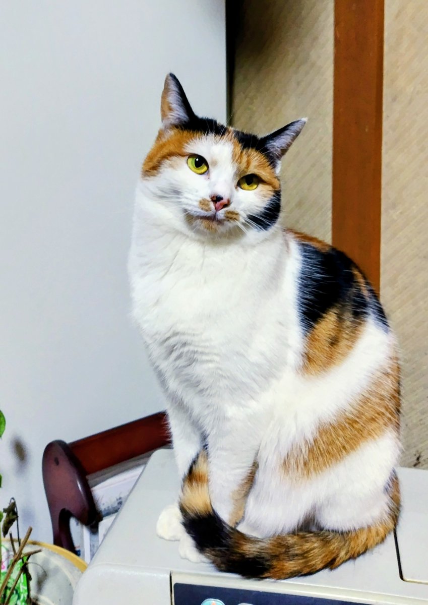 たらのめ 新製品の予約を受付中です！ 2026年1月5日(月)〆切🏁 ご予約お待ちし