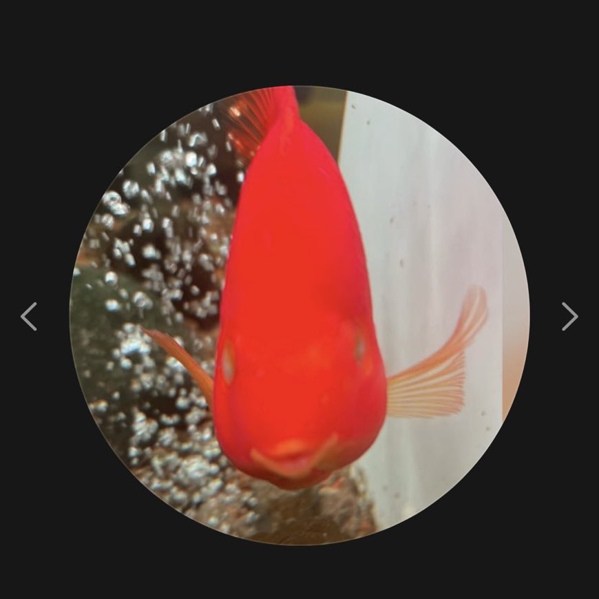 day one ade gua yang sd punya hp