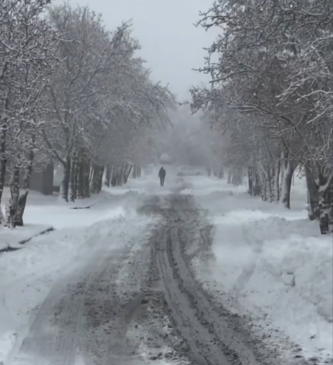 Mina Nikzad tweet media