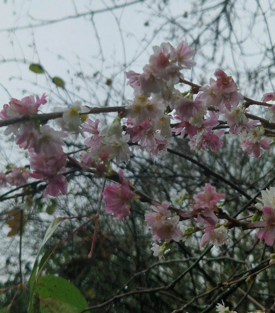 John Rutter tweet media