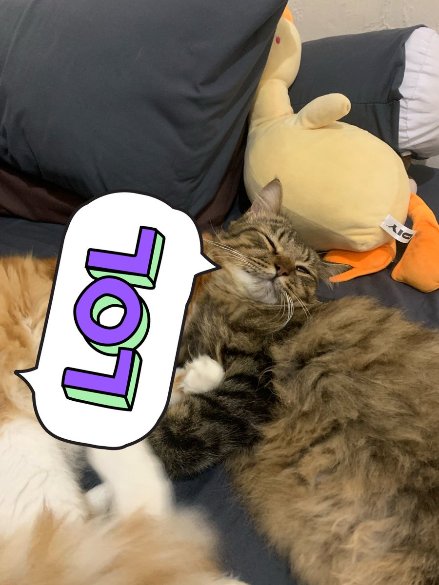 berrylatt3's tweet photo. ⚠️ Dicari Kucing Hilang ⚠️

Diperkirakan hilang di sekitar lokasi komplek Bojongsoang Asri 2, kab bandung atau sekitaran Cikoneng. Awal mula dikandangin di Teras rumah lalu lepas dan sebelumnya tidak pernah main jauh dari area pagar rumah https://t.co/RqWefkR9Tr