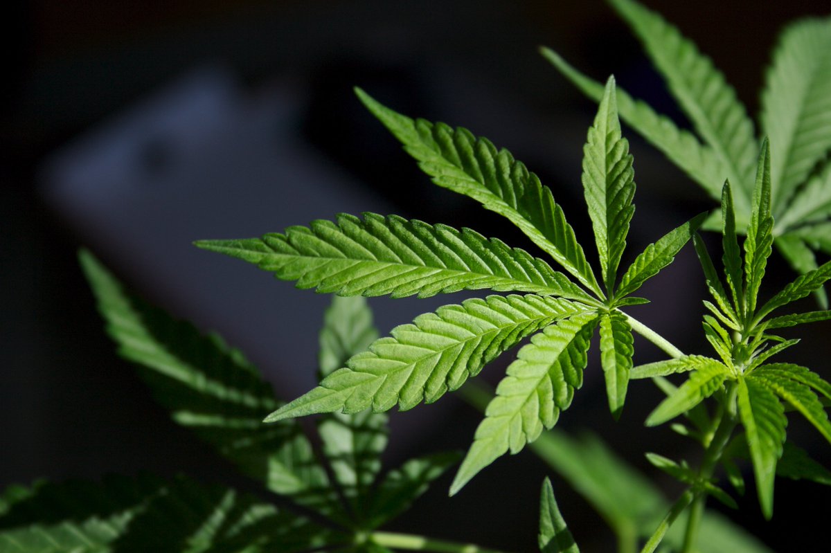 🔵MARKETEVANS: Trump pronto a firmare ordine esecutivo per riclassificare la marijuana e allentare le restrizioni federali