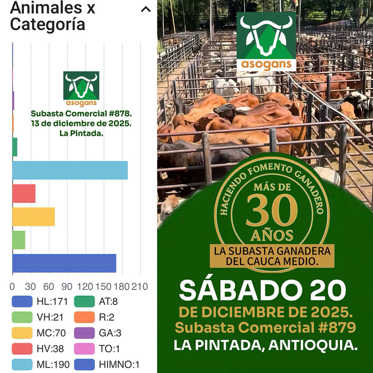 LocalPintada's tweet image. Categorías etarias de la subasta 878. La invitación es para este sábado 20 de Diciembre, subasta mixta comercial en la pintada Antioquia
#ConstruyendoGanadería @Fedegan @jflafaurie @puerto_pl