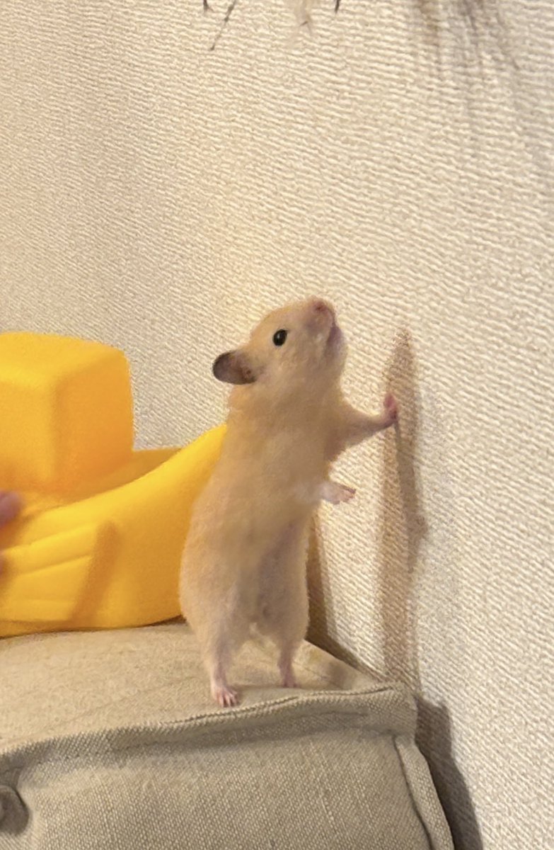 ハムスターさん専用　参考写真 三晃商会WEBページ