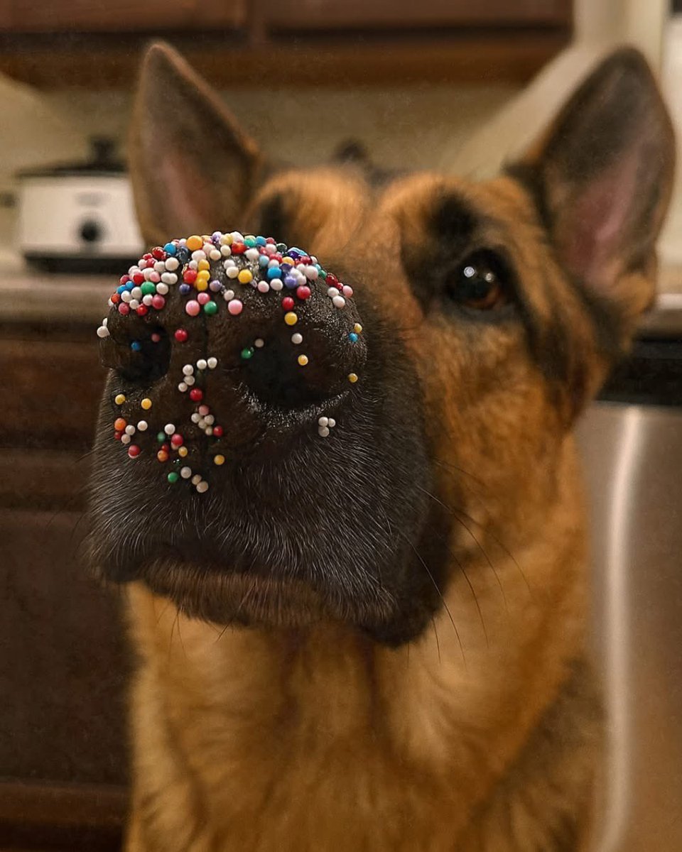 Puppieslover's tweet image. “Christmas cookies? No, I haven’t seen them.”