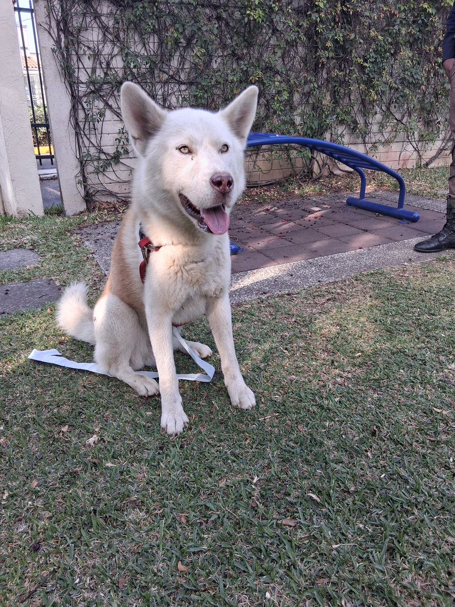 SGLiss1's tweet image. Encontramos este perrito perdido en el área de Metrocentro en Villa Nueva. Tiene collar y es manso. 
Lo están resguardando en garita de Residenciales Jardines del Carmen 2. 
Ayúdenme compartiendo para encontrar a su dueño.
@marielp82893334
@Alex_Es16 @guatexanimales2