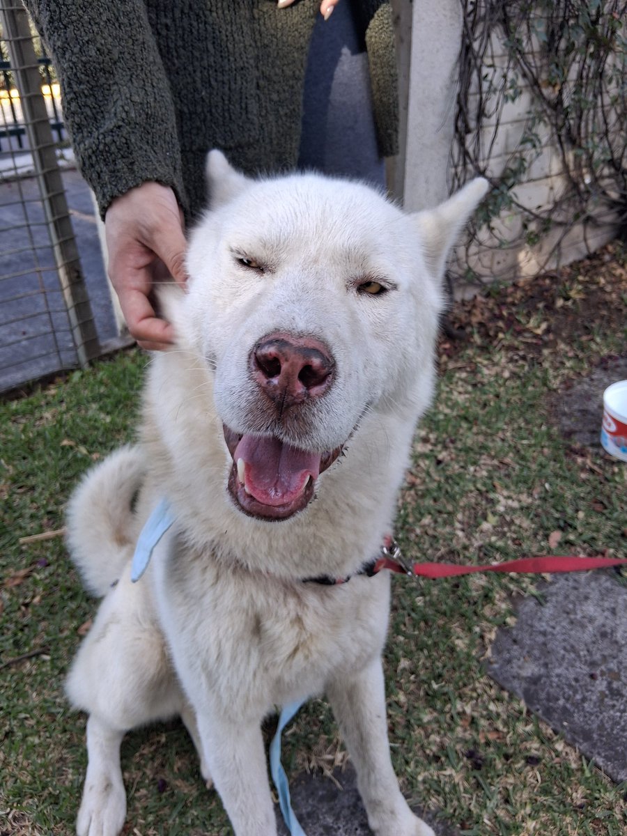 SGLiss1's tweet image. Encontramos este perrito perdido en el área de Metrocentro en Villa Nueva. Tiene collar y es manso. 
Lo están resguardando en garita de Residenciales Jardines del Carmen 2. 
Ayúdenme compartiendo para encontrar a su dueño.
@marielp82893334
@Alex_Es16 @guatexanimales2