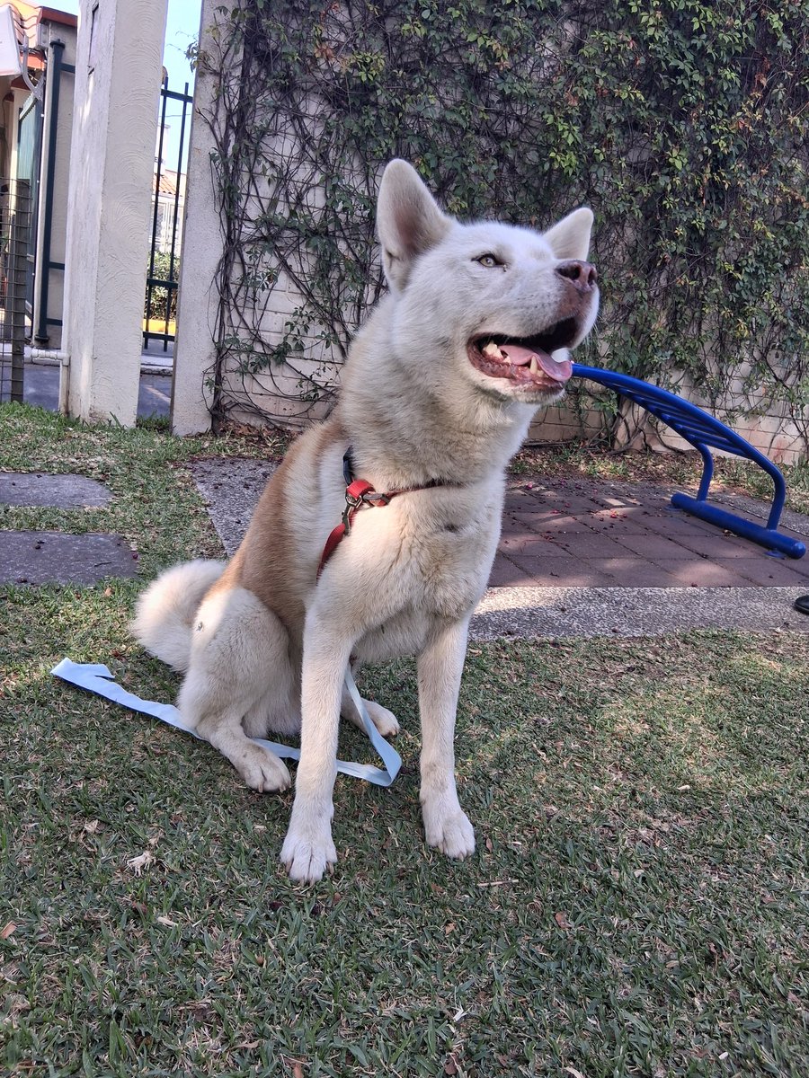 SGLiss1's tweet image. Encontramos este perrito perdido en el área de Metrocentro en Villa Nueva. Tiene collar y es manso. 
Lo están resguardando en garita de Residenciales Jardines del Carmen 2. 
Ayúdenme compartiendo para encontrar a su dueño.
@marielp82893334
@Alex_Es16 @guatexanimales2