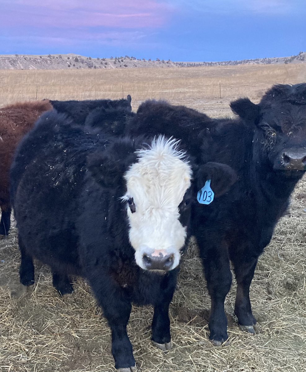 Todd (@todd63856087543) on Twitter photo 