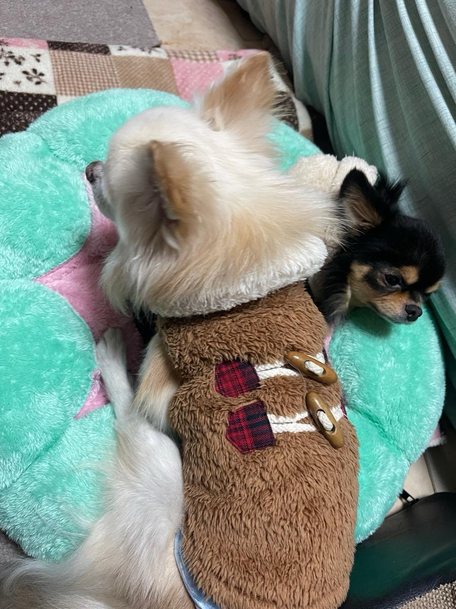 ひとにゃんがお仕事してる横で チワワ達が無言でクッションを取り合っ