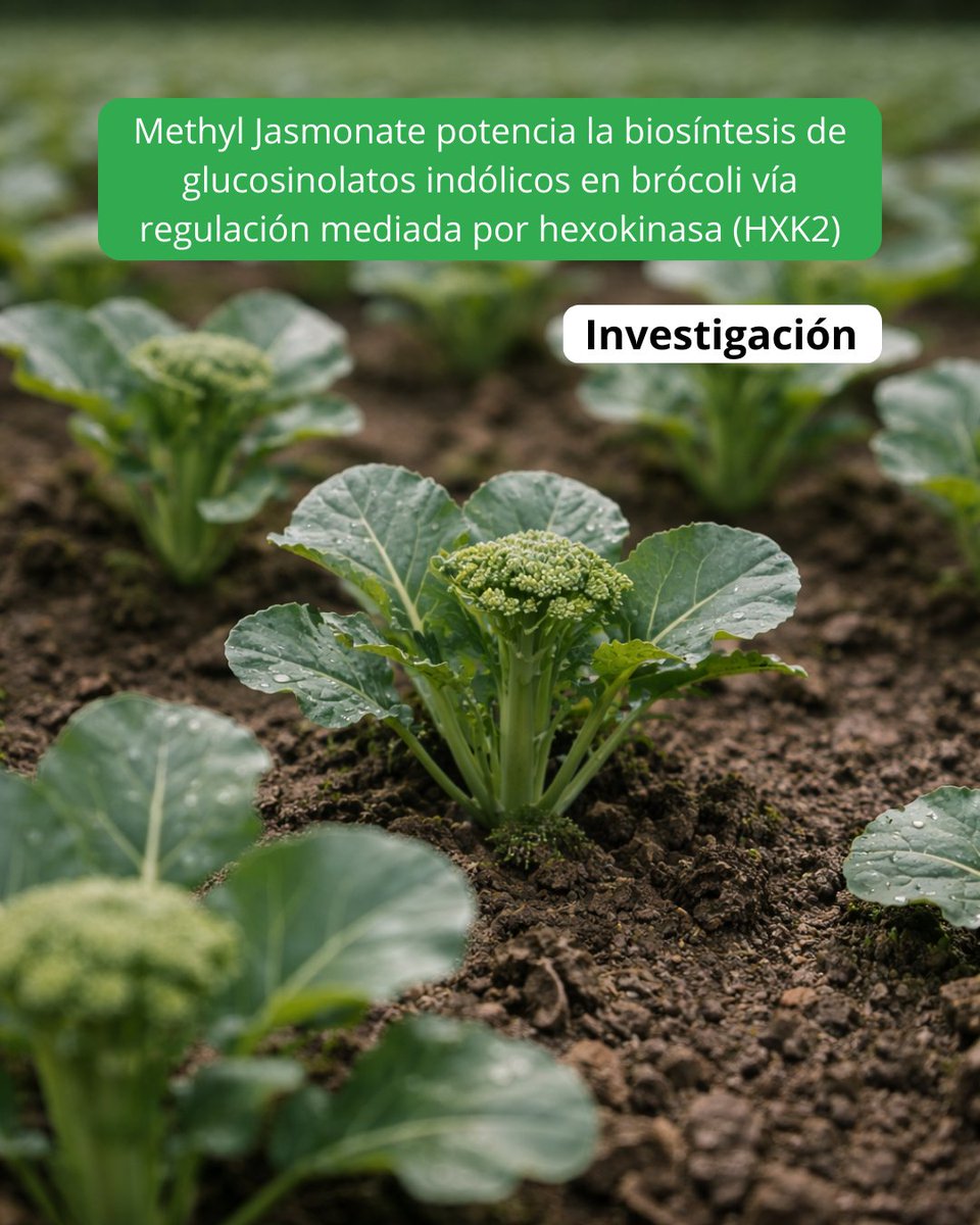 Cátedra Biotecnología Sakata UPV tweet media