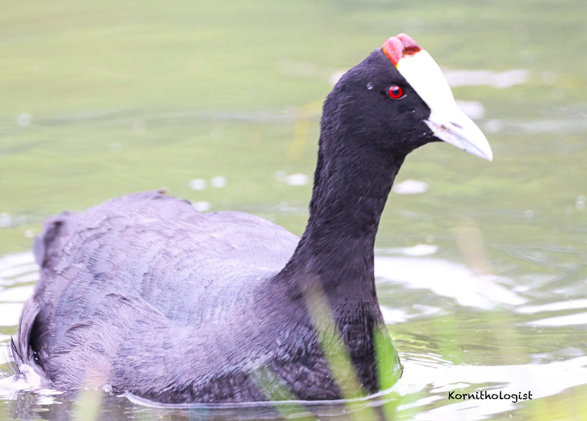 KOrnithologist's tweet photo. The Red-knobbed Coot https://t.co/tVrYqLyfXK