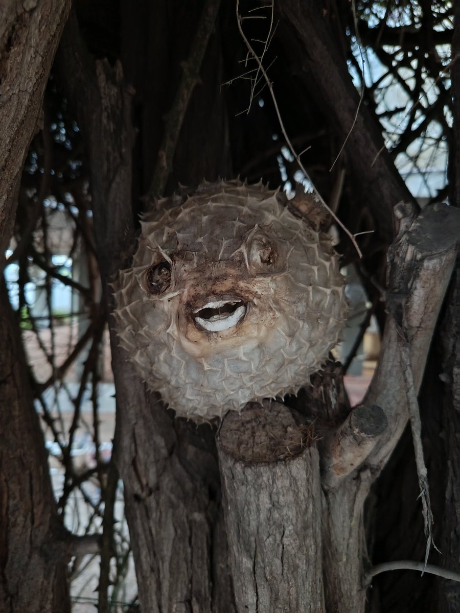 מגיע הביתה, הבן בזעקות שבר, יש לנו אבו נפחא בגינה, אני בחוסר סבלנות, תפסיק לבלבל ת'שכל... מסתבר שהגברבר צדק.