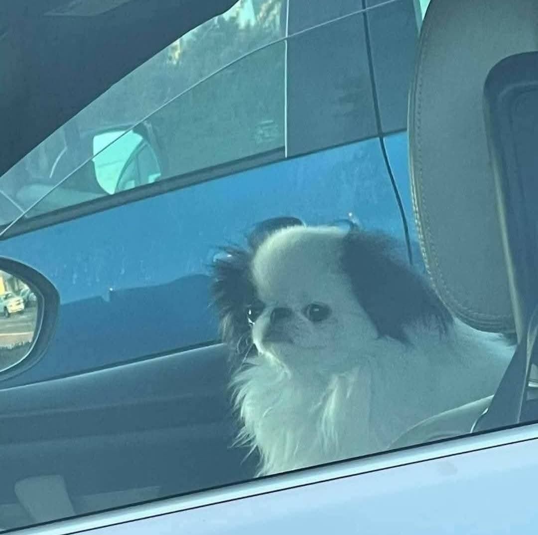 Lomitos Suavecitos tweet media