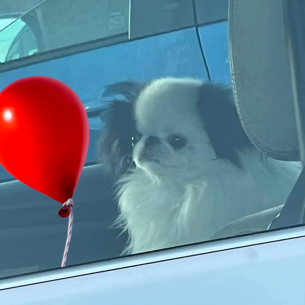 Lomitos Suavecitos tweet media