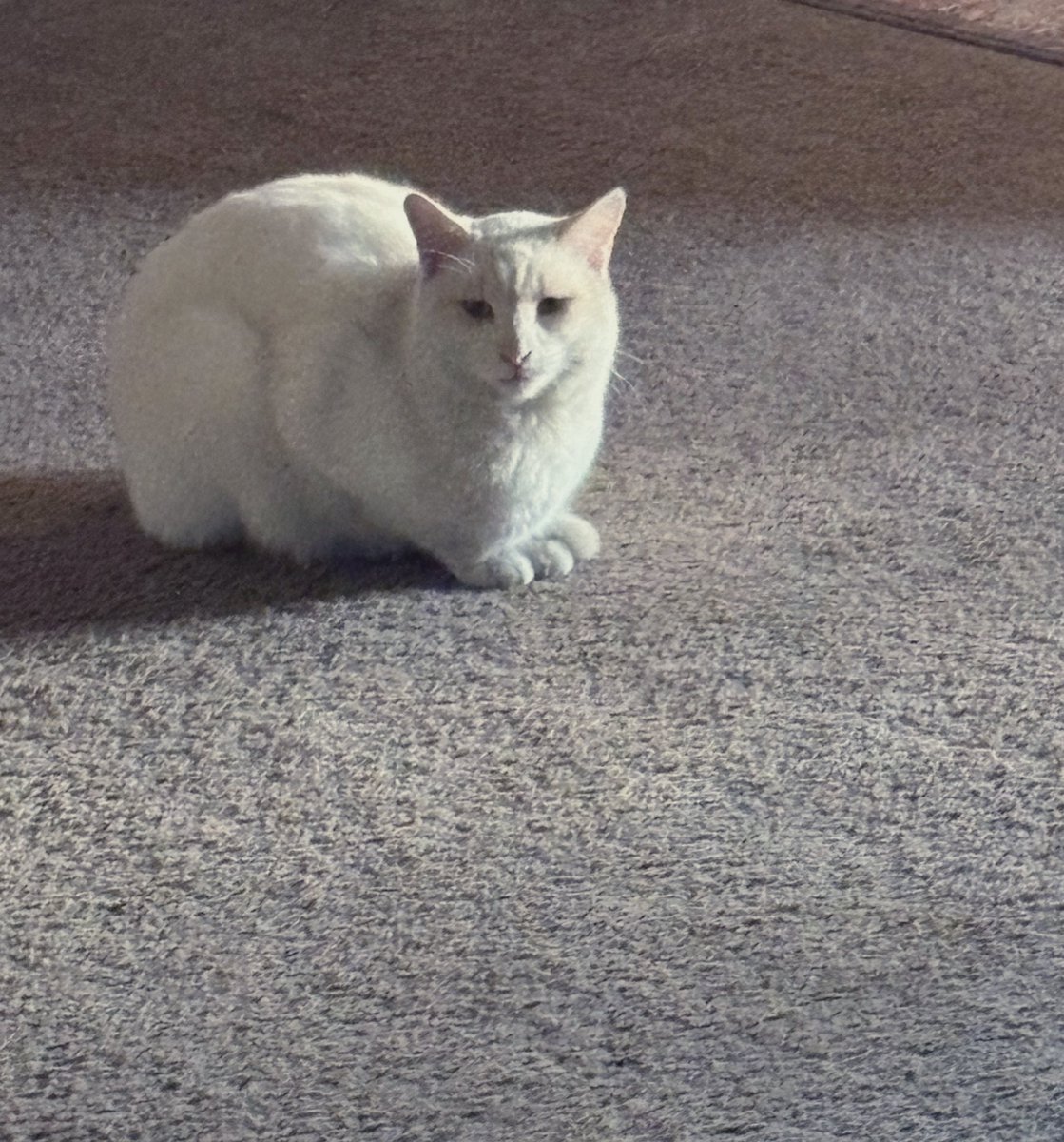 Это Сноу .
Мама отправила .
«Больше всех грустно было Сноу …другие норм»