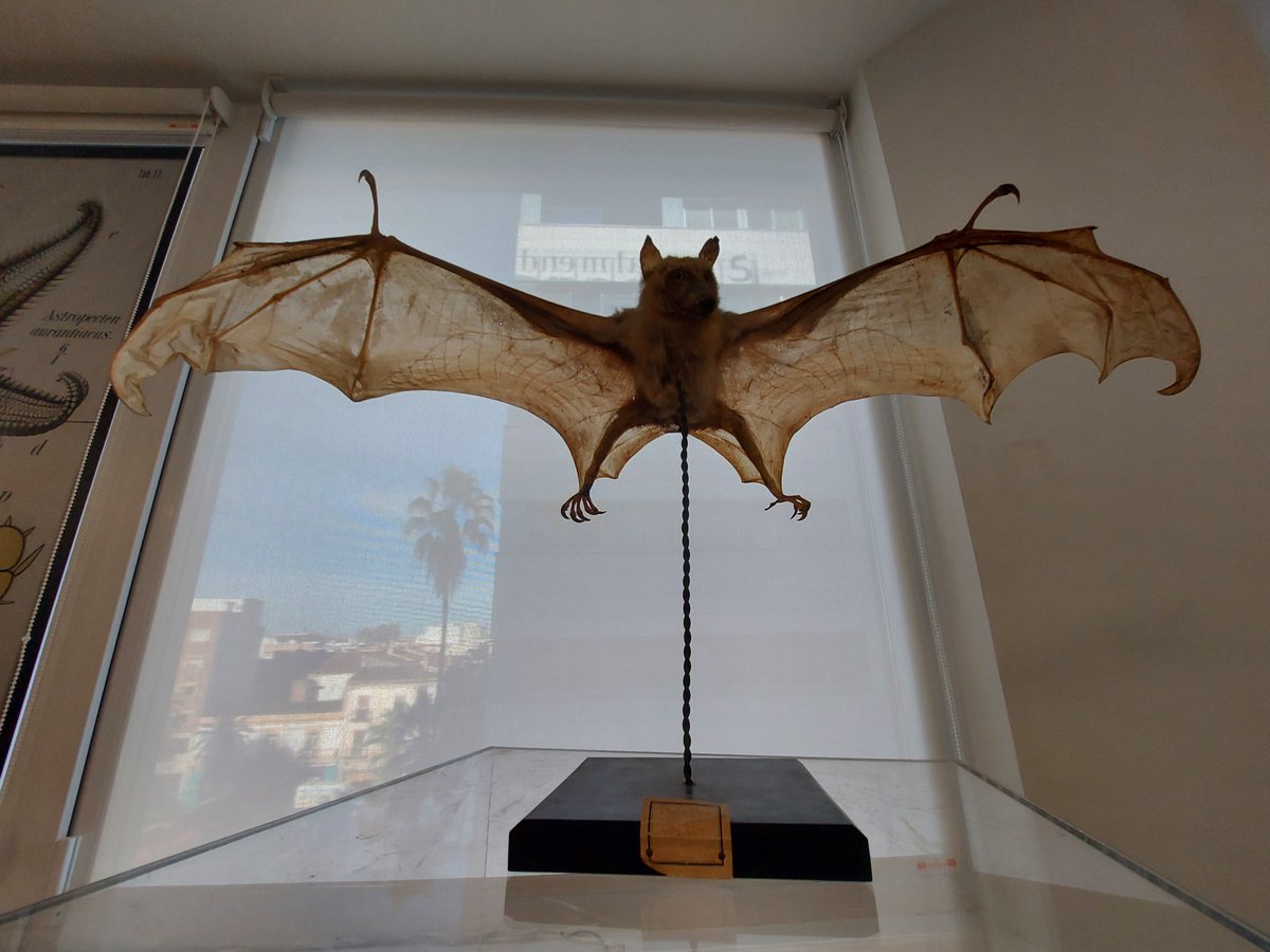 Rubén del Pozo Fernández tweet media