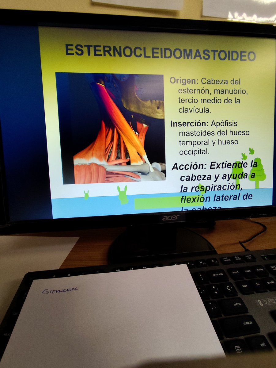 "Esternomacoideo"