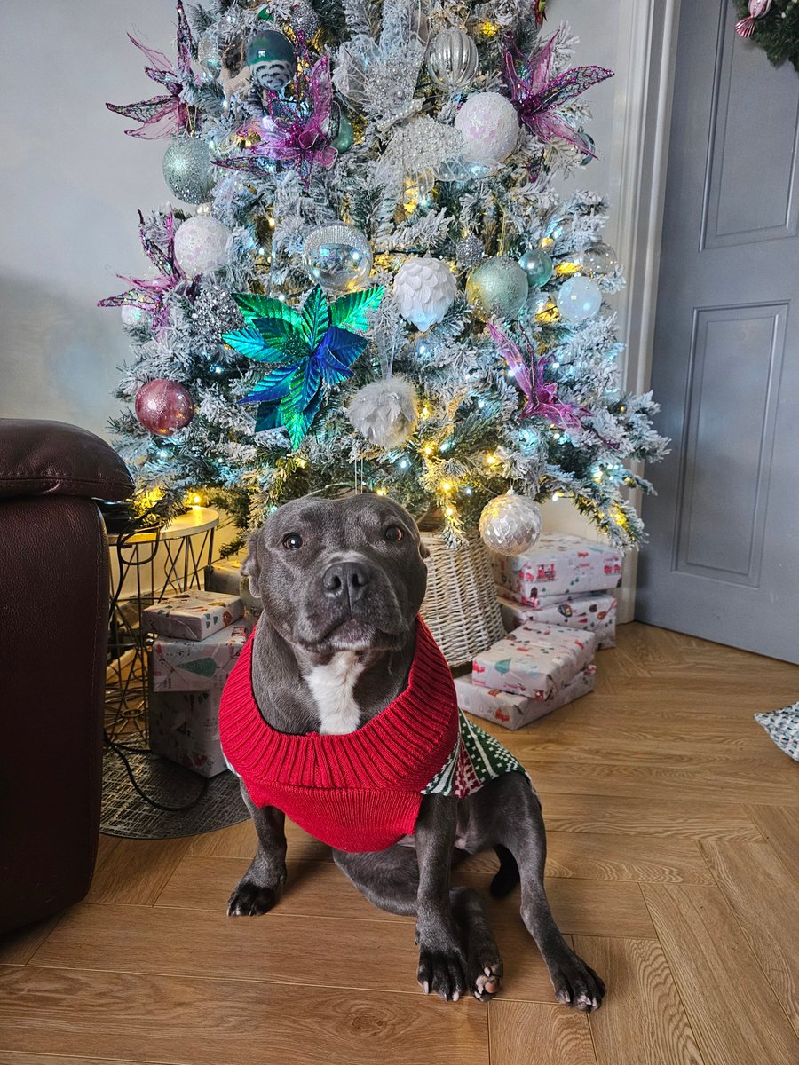 Luna getting into the Christmas spirit with her new Christmas jumper!
Merry Christmas