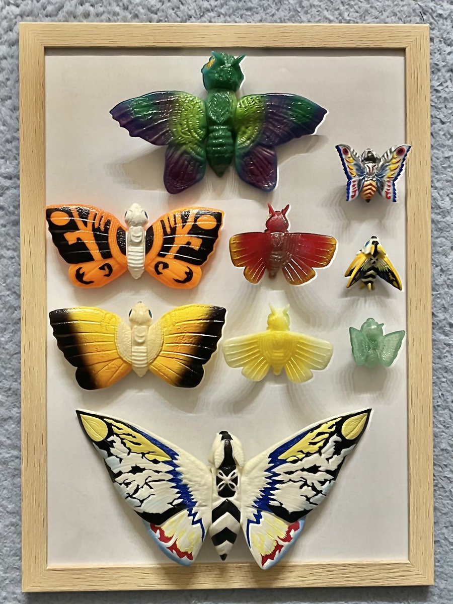 マルサンモスラ　ソフビ モスラの標本② 生息地 : インファント島 （小さいサイズのモスラって