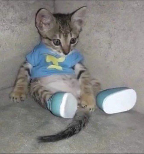 TheCatsX's tweet image. me                                                  her