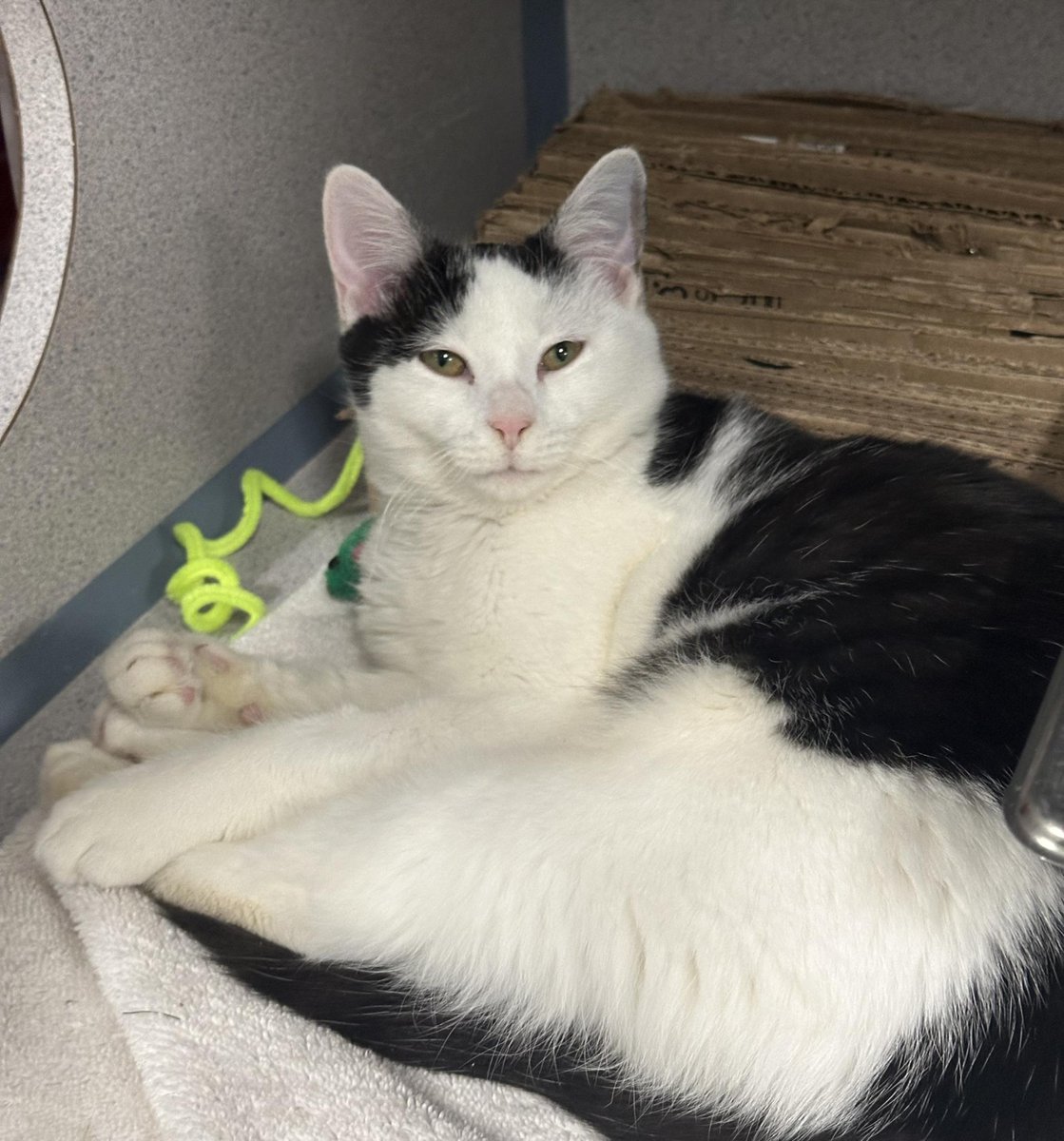 AWLA Alexandria tweet media