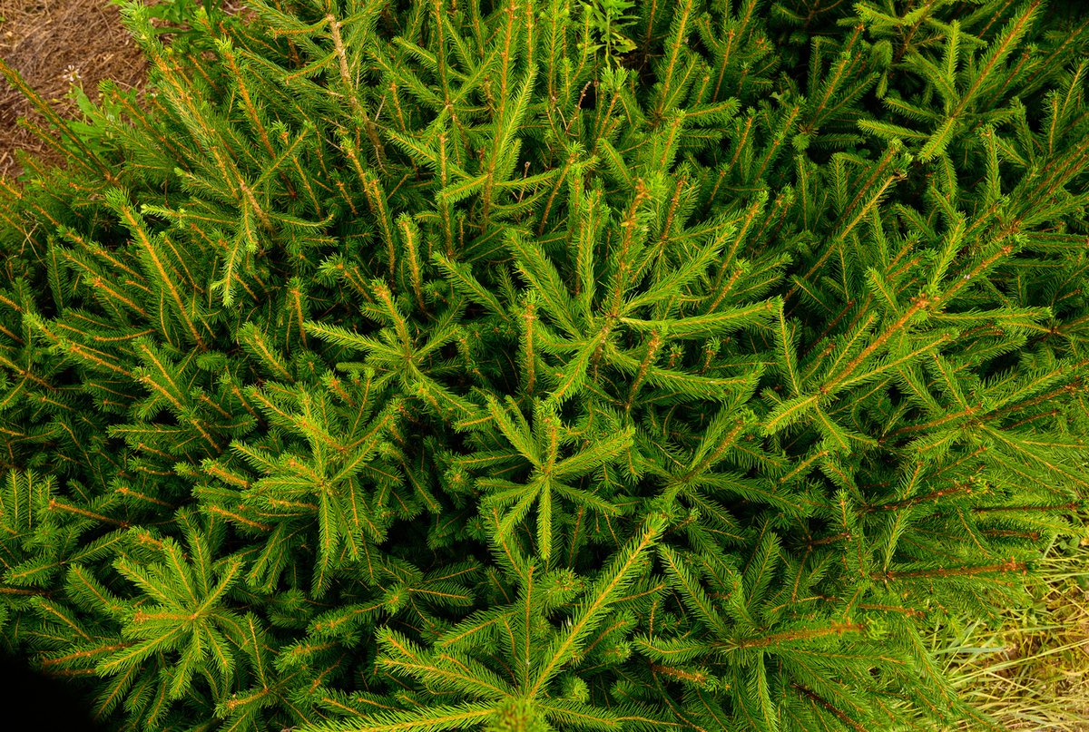 Do you love the fresh scent of evergreens and the classic look of a live tree gracing your home for the holidays? 🎄 

Now you can recapture the magic of an old-fashioned Christmas with a West Virginia-grown tree.

Learn More: bit.ly/4qamNsn