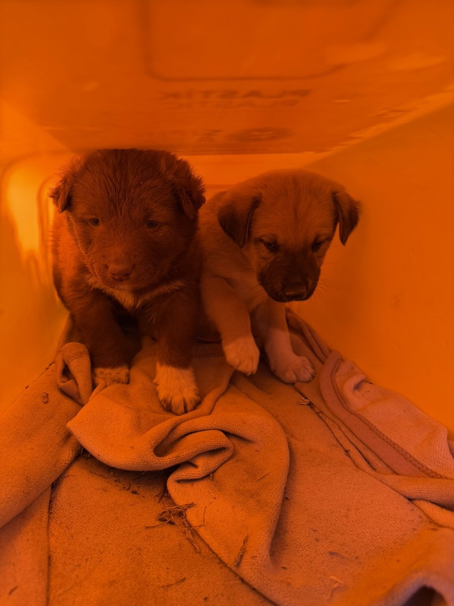 Barınağa gönderilmemek için saklanmışlar🥺🥺

Minicikler, lütfen çok güzel bi evleri olsun
KONYA