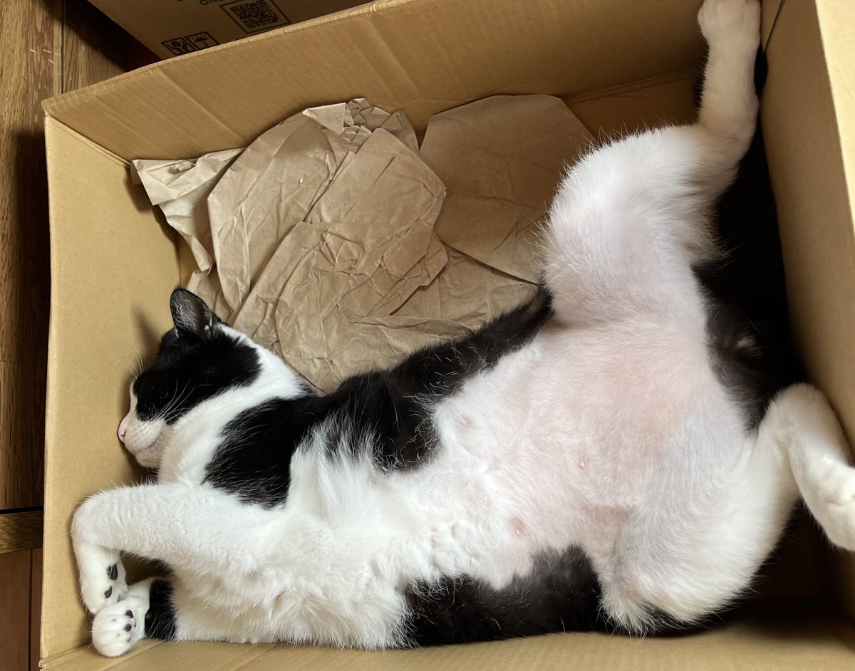 ⭐︎にゃん⭐︎ 楽天市場】【P5倍・大感謝祭】＼楽天1位／ S型 S字 猫 トンネル