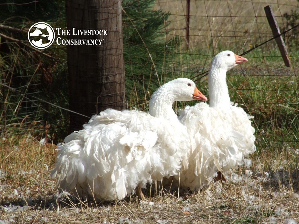Sebastopol geese, imported from England by the 1920s, were prized for long, curling feathers, but their small frame &amp; limited egg production led to decline after WWII. The American Buff, developed in the 1930s-40s, emerged as a gentle, meaty &amp; broody goose suitable for homesteads