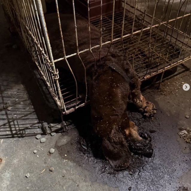 FiskaYenitaFK_'s tweet image. Tempat yang sepatutnya memberi harapan tapi jadi lubang seksaan untuk mereka 😭

Lagi sedih, pelaku seorang Dr &amp;amp; orang kuat DVS. Guys, pls help by submitting an online DVS report. Justice for Pumpkin &amp;amp; her's friend. 💔

awa.dvs.gov.my/support